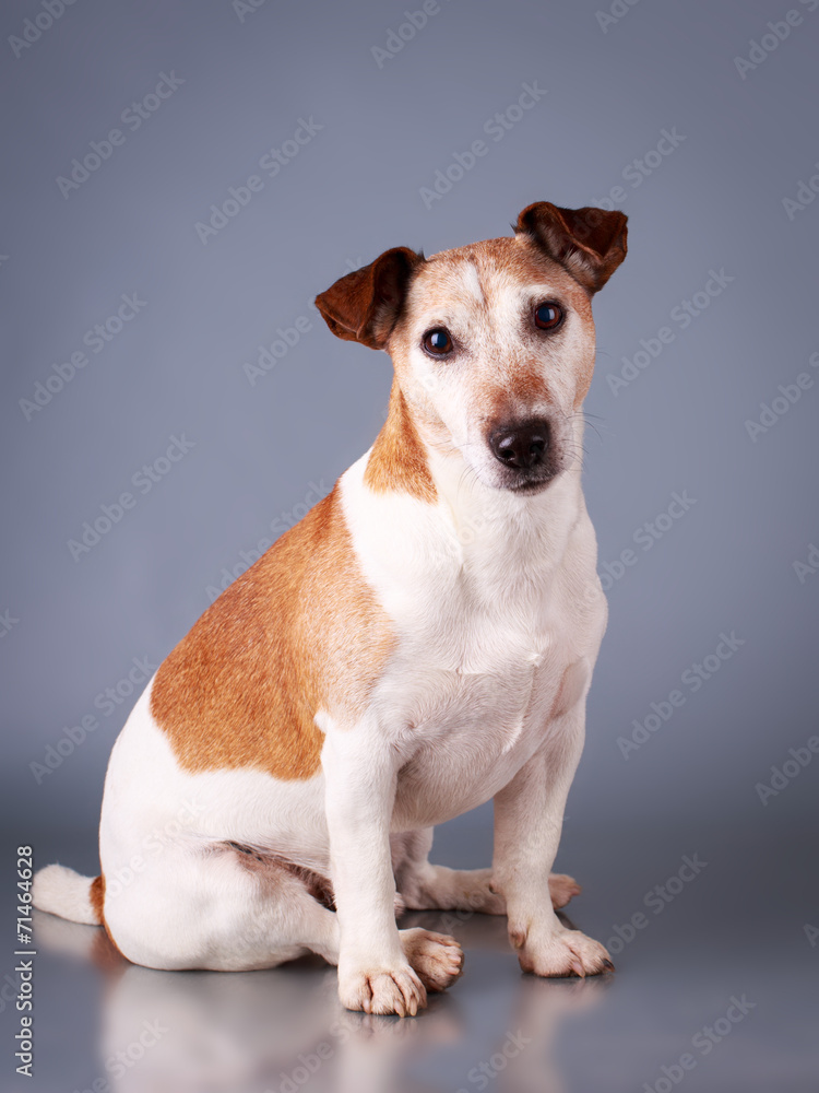 Jack Russell Terrier dog Jack Russell Terrier dog