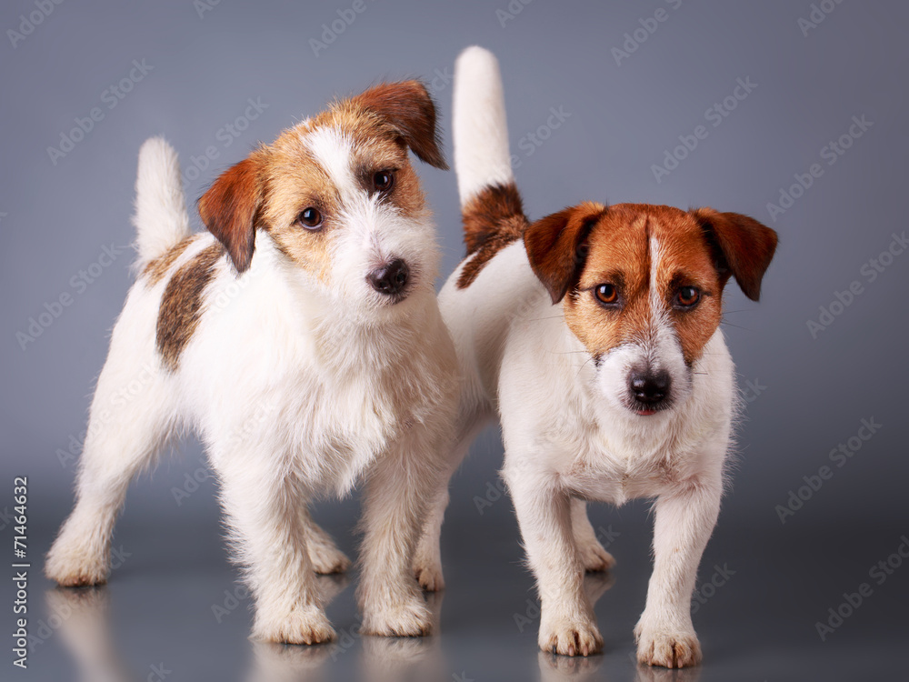 Jack Russell Terrier dog Jack Russell Terrier dog