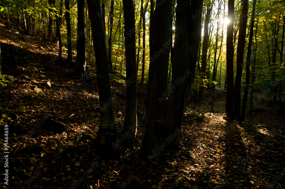 Fototapeta premium Misty Autumn Forest