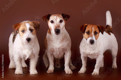 Fototapeta Naklejka Na Ścianę i Meble -  Jack Russell Terrier dog