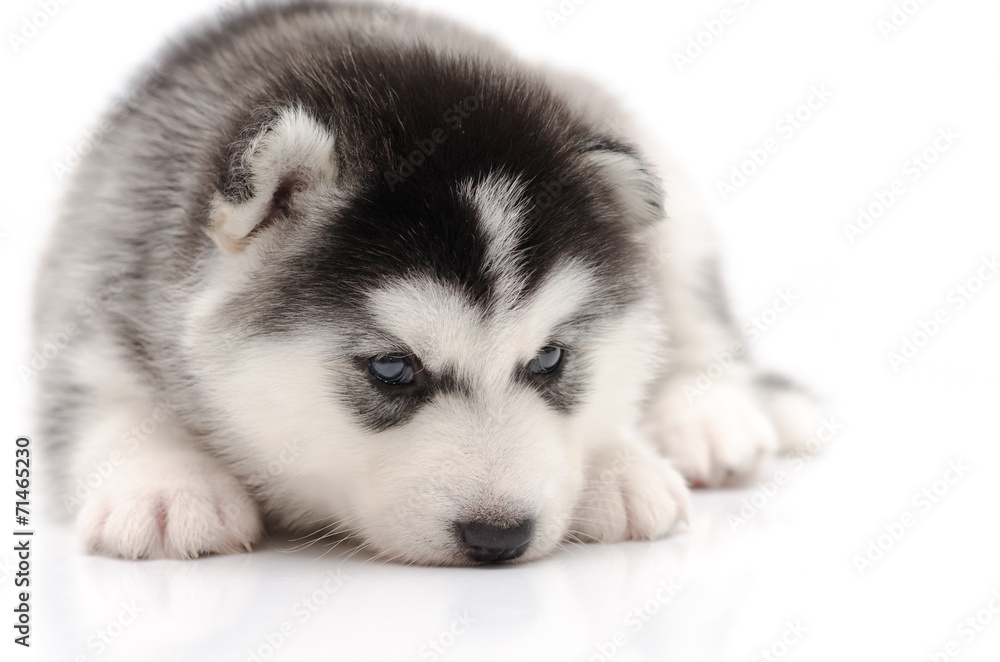 Cute little husky puppy isolated on white background