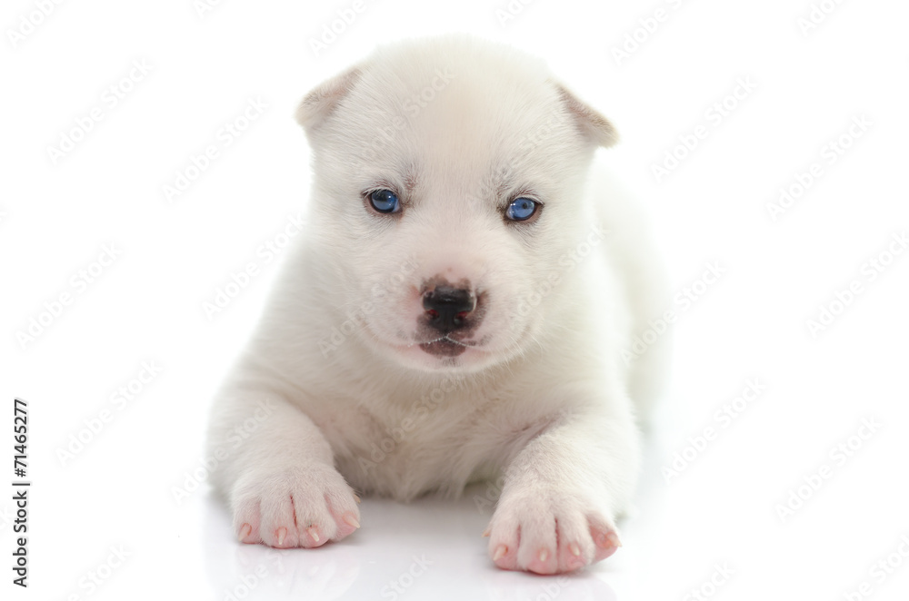 Blue eyes white puppy
