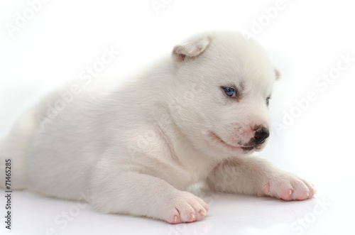 Blue eyes white puppy