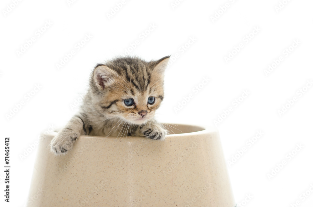 Cute tabby kitten in bowl on white back ground Cute tabby kitten in bowl on white back ground