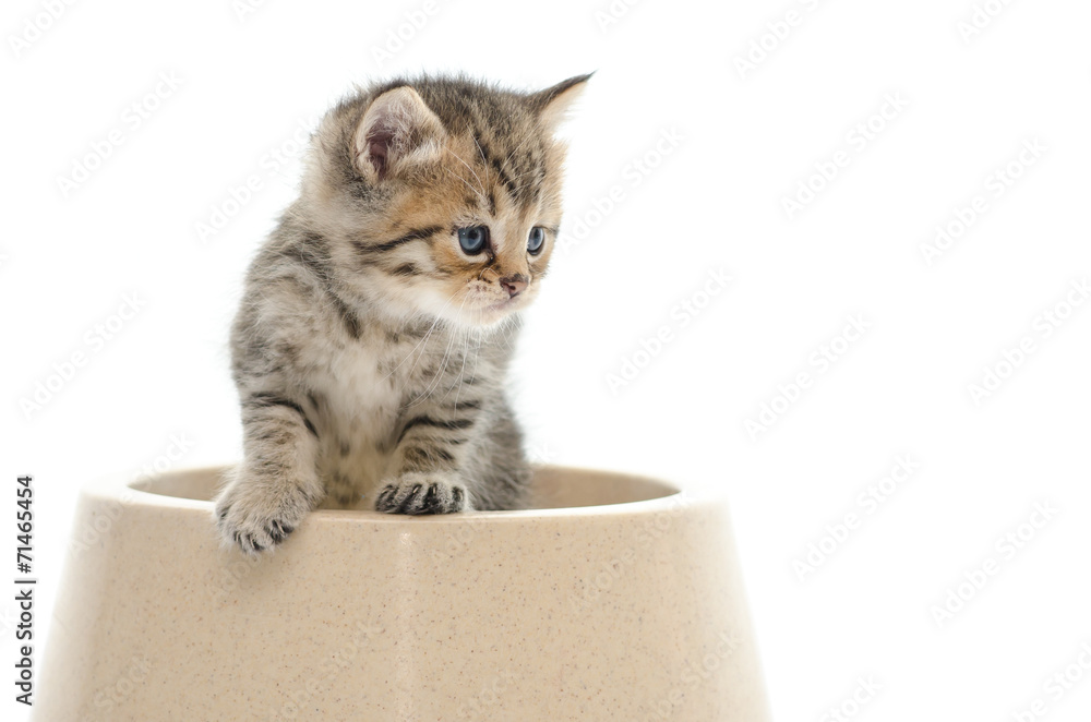 Cute tabby kitten in bowl on white back ground