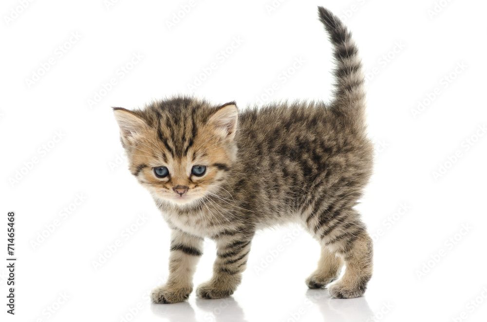 Obraz premium Cute tabby kitten on white background