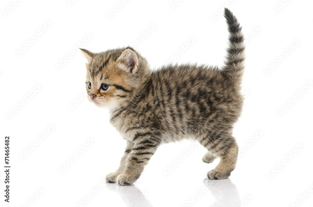 Obraz premium Cute tabby kitten on white background
