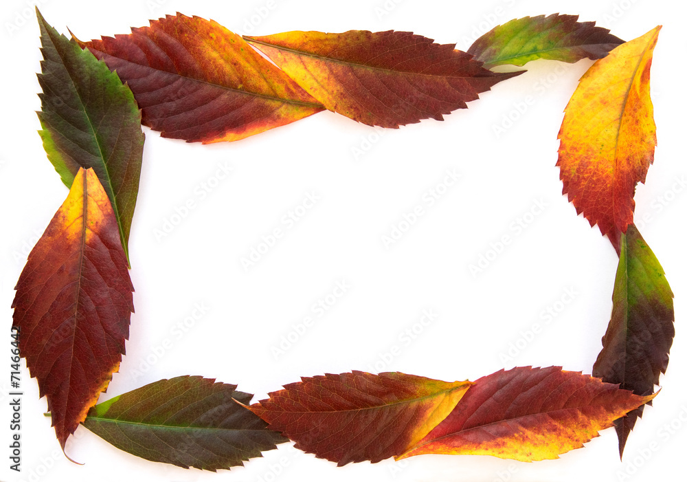 Fototapeta premium autumn leaf frame