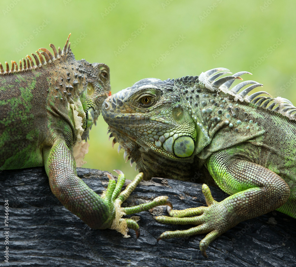 Fototapeta premium iguana