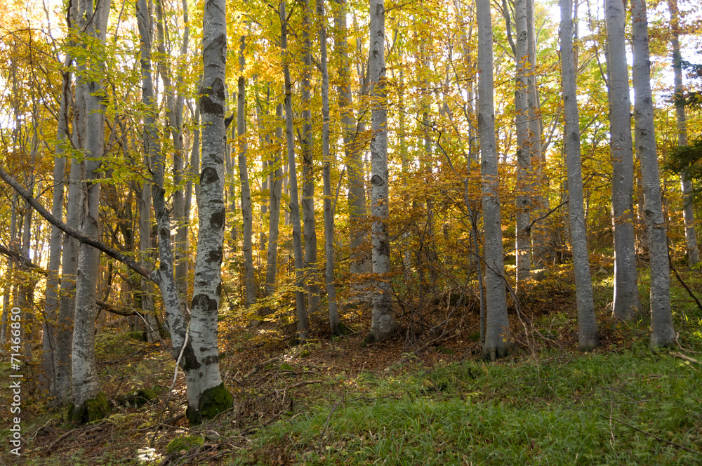 Obraz premium Misty Autumn Forest