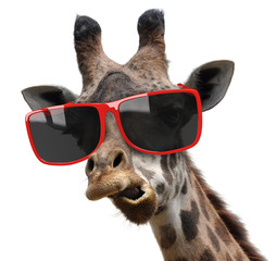 Leinwandbilder Giraffe Giraffe mit Hipster-Sonnenbrille im Porträt  © David Carillet