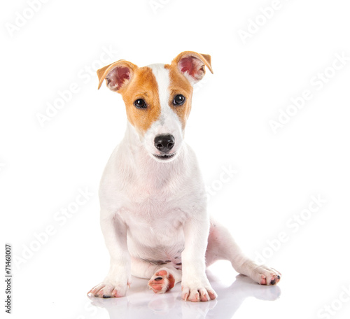 Jack russell terrier