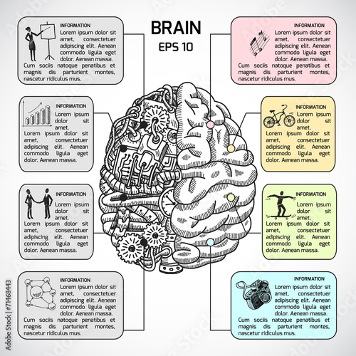 Brain hemispheres sketch infographic
