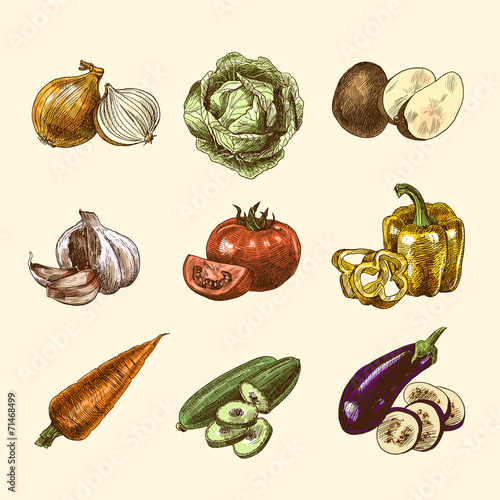 Vegetables sketch set color