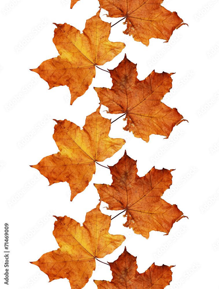 Fall leaves line