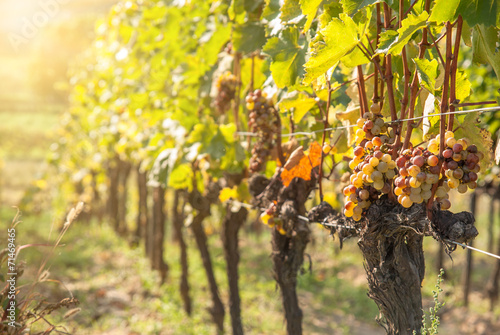 Noble rot of a wine grape, botrytised grapes