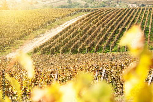 Noble rot of a wine grape, botrytised grapes photo