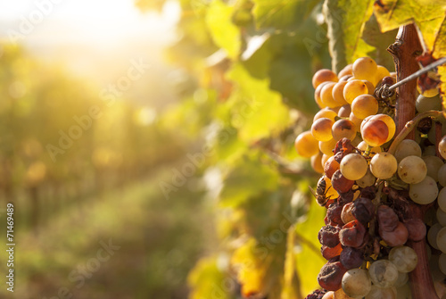 Noble rot of a wine grape, botrytised grapes