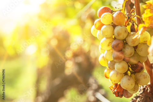 Noble rot of a wine grape, botrytised grapes photo