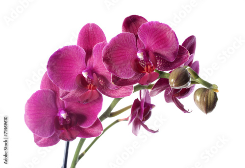 Fototapeta Naklejka Na Ścianę i Meble -  Orchid in flowerpot