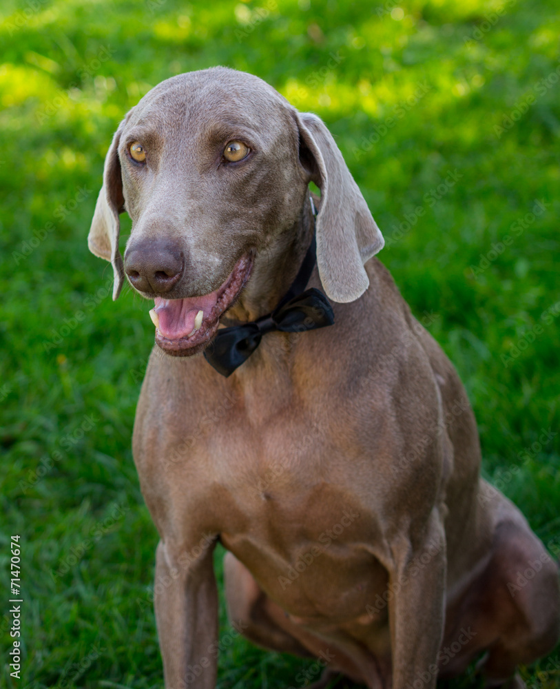 Elegant weymaraner dog in tie