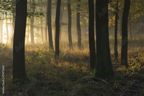 Fototapeta Naklejka Na Ścianę i Meble -  autumn forest