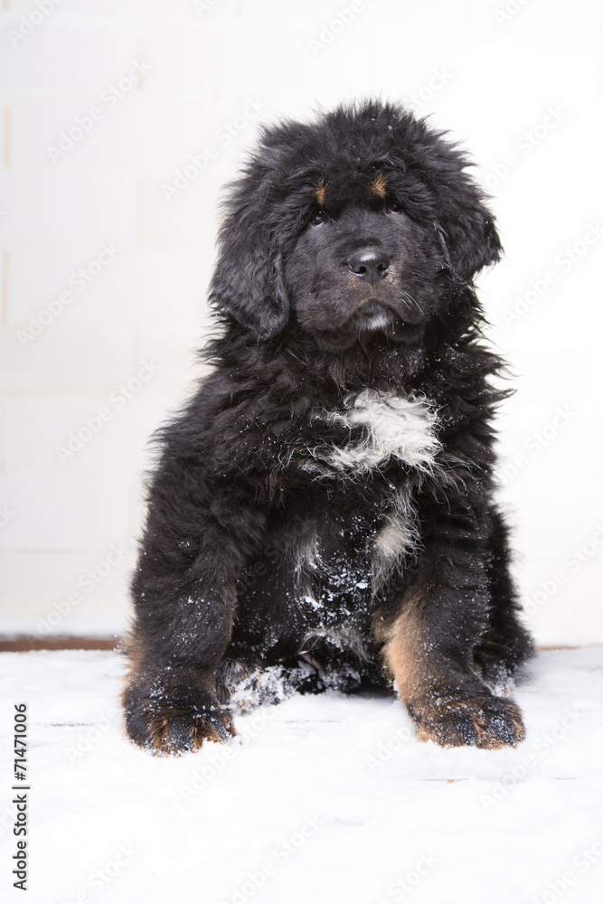 Fototapeta premium little security guard - black and red puppy of Tibetan mastiff