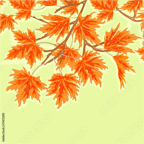 Maple leaves autumm theme green background vector illustration