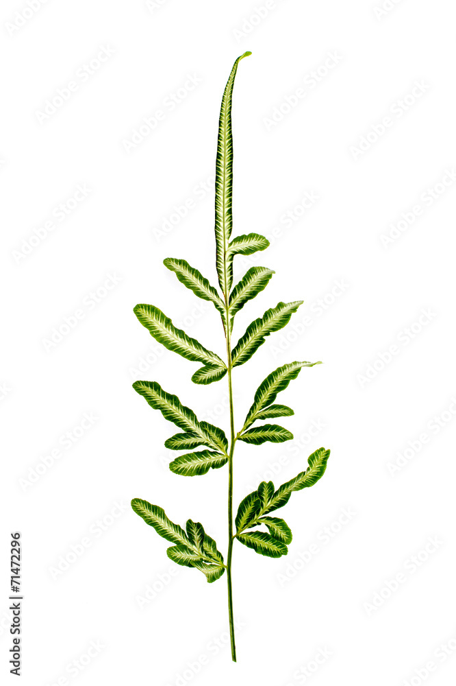 Fototapeta premium Paproć zielony i biały na białym tle