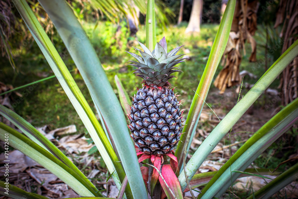 Pineapple, tropical fruit of Thailand. Pineapple, tropical fruit of Thailand.