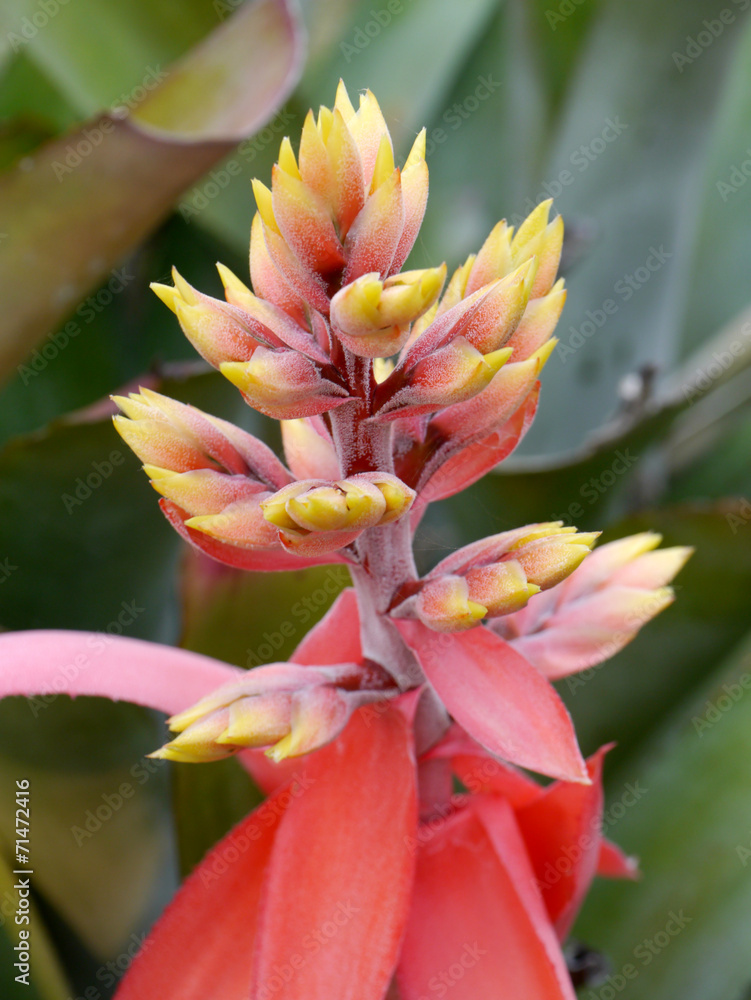 Fototapeta premium Bromeliads flowers