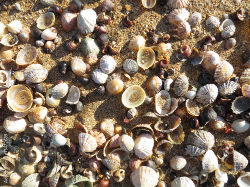 Shells on Yellowcraig beach
