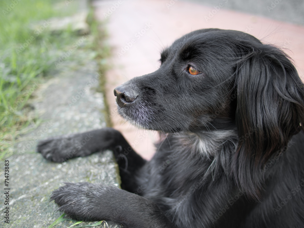 Mainly black dog watching lizards. Setter cross. Mainly black dog watching lizards. Setter cross.