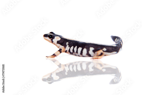 Kaiser's spotted newt isolated on white