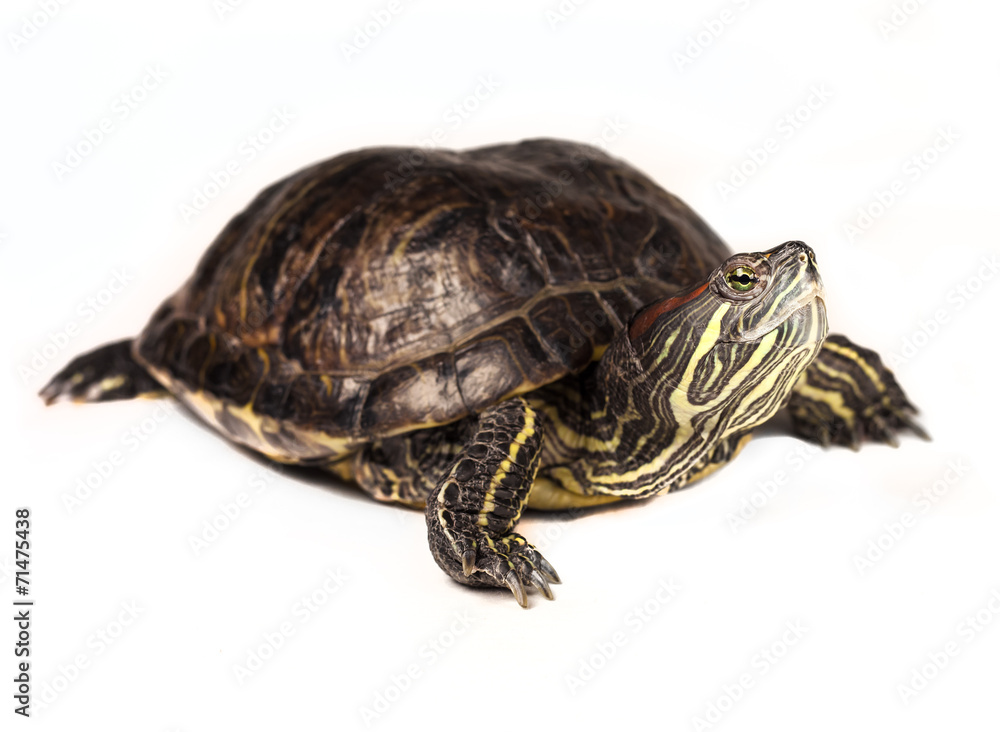 Red-eared slider Red-eared slider