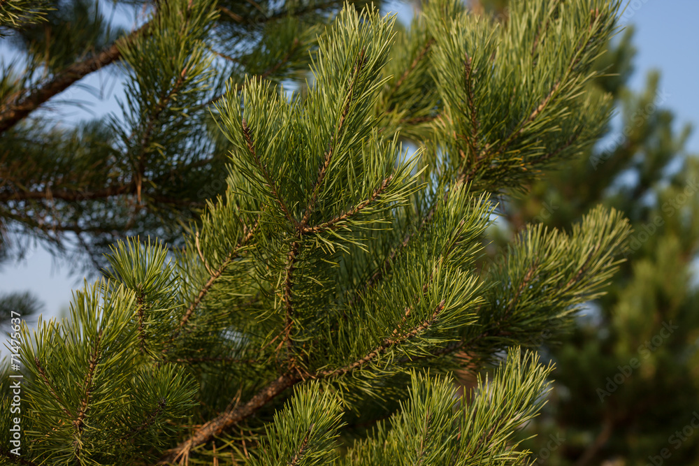 Pine tree Pine tree