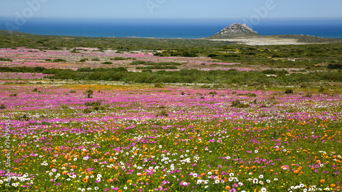 Wildflower Landscape photo