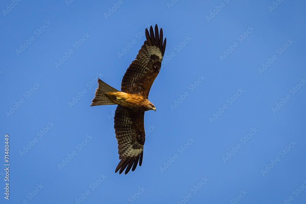 Black-eared Kite(Milvus lineatus) flying in the sky Black-eared Kite(Milvus lineatus) flying in the sky