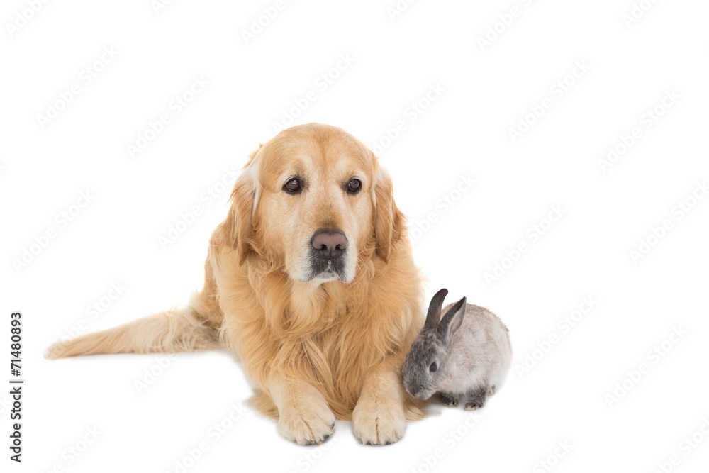 Cute fluffy grey bunny rabbit with golden retriever