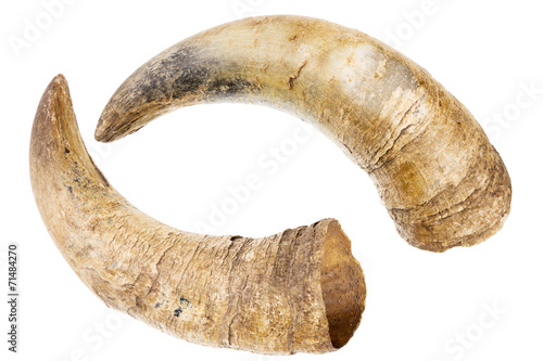 Horns of a cow