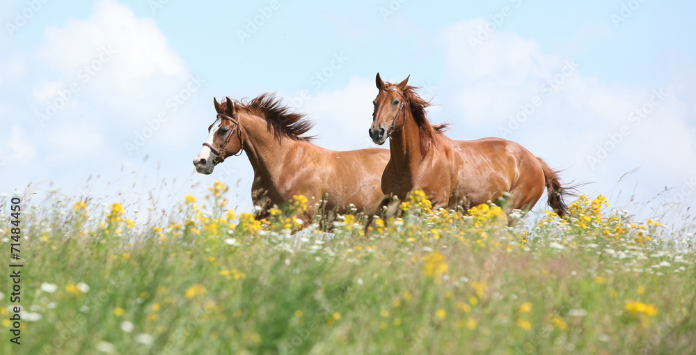 Naklejka premium Dwa kasztanowe konie biegną razem