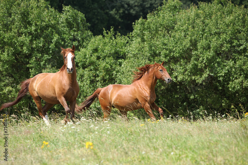 Fototapeta Naklejka Na Ścianę i Meble -  Two chestnut horses running together