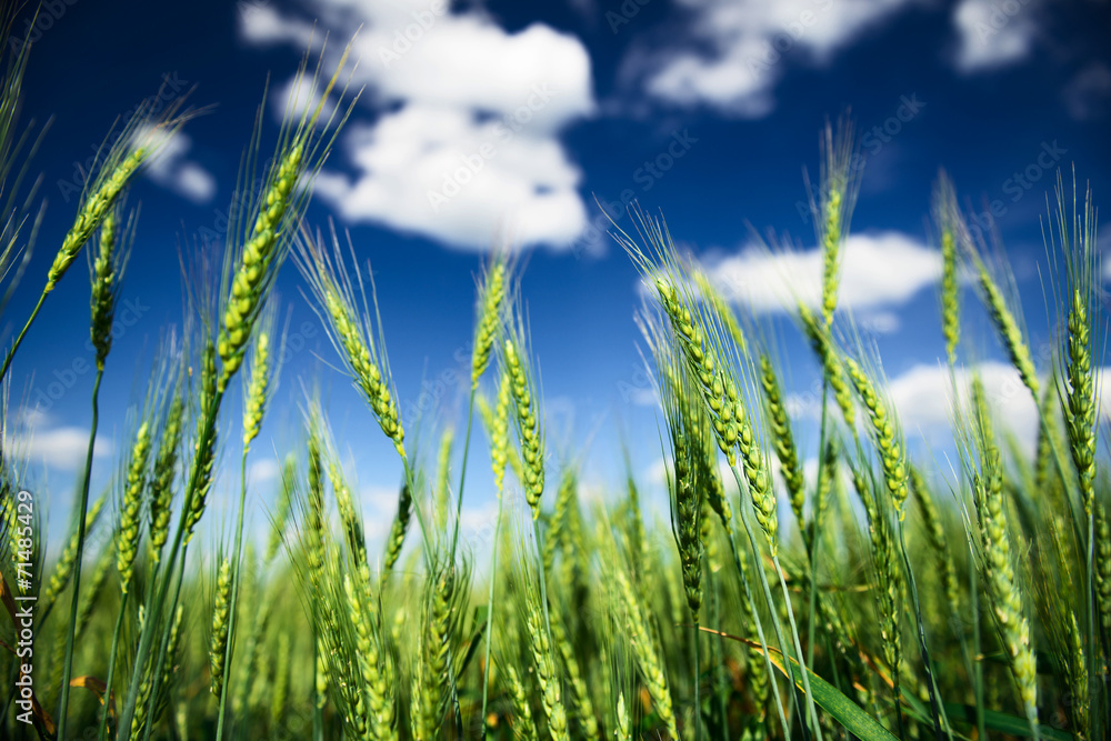 Fototapeta premium Wheat field and blue sky with white clouds. Agriculture scene