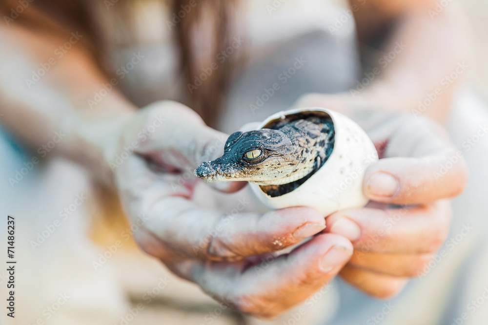 Fototapeta premium Birth of alligator
