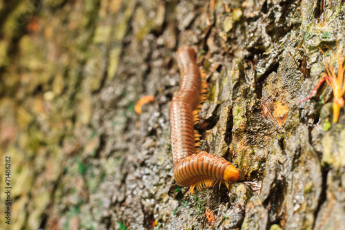 Millipede .