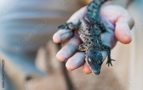 alligator lying on a hand