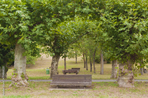 Picnic area. Trees, tables and barbacues in the park