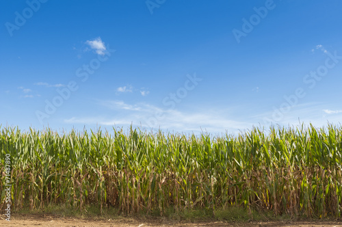 Corn plantation in sunny day. Farmland