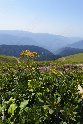 plant in the Caucasus Mountains