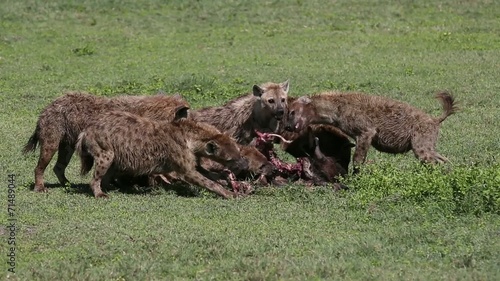 Wallpaper Mural Hyena eating wildebeest Torontodigital.ca
